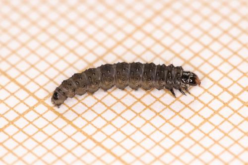 Cnephasia sp.